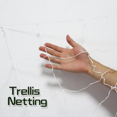 Trellis Net 2