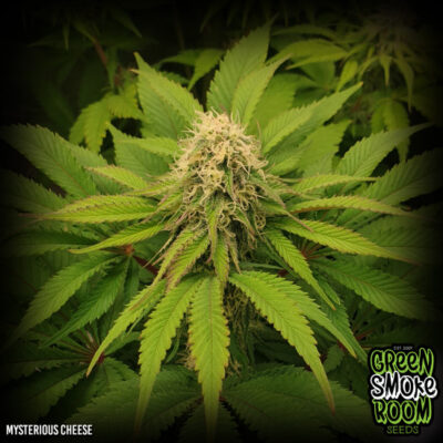 mysterious cheese feminised seeds 9999 550x550 1