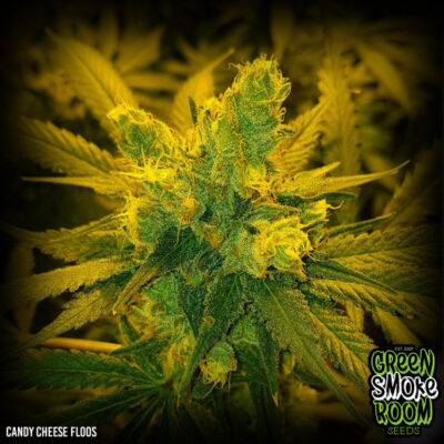 Candy Cheese Floss Feminized